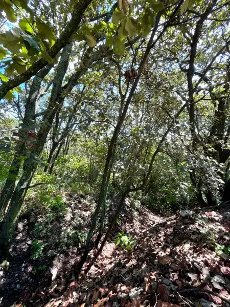 Terreno en venta en El Palomar, Tlajomulco de Zúñiga — foto 3 de 5