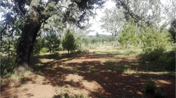 Terreno en venta en San Pablo Ojo de Agua, Huasca de Ocampo — foto 3 de 16