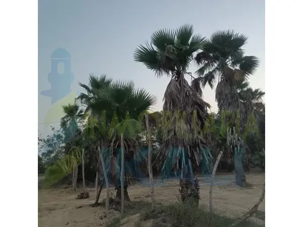 Terreno en venta en Emiliano Zapata, Tuxpan — foto 3 de 11