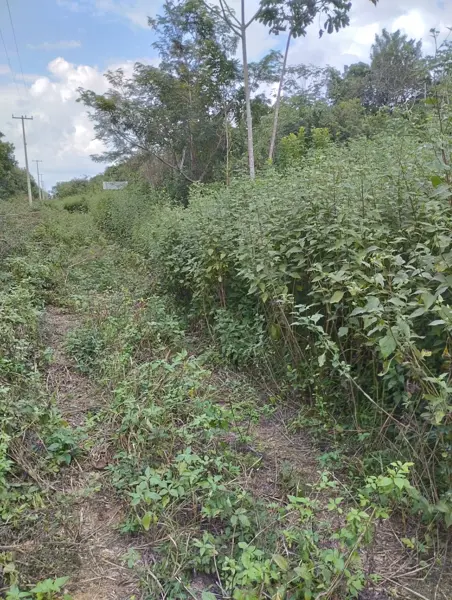 Terreno en venta en Leona Vicario, Puerto Morelos — foto 2 de 10