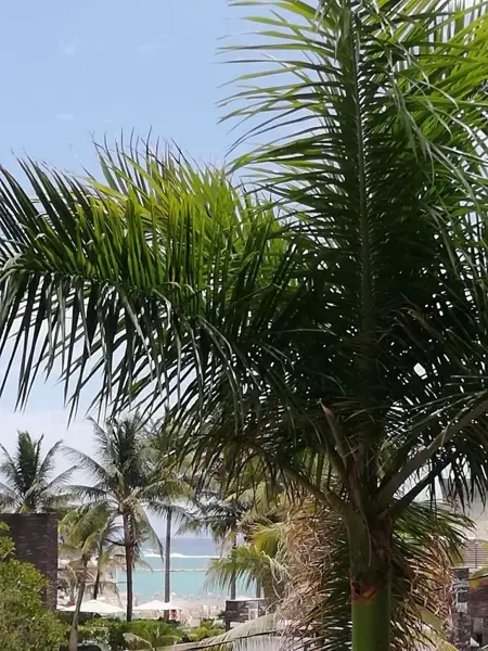 Departamento en Playa del Carmen, Playa del Carmen, Quintana Roo — foto 1 de 26