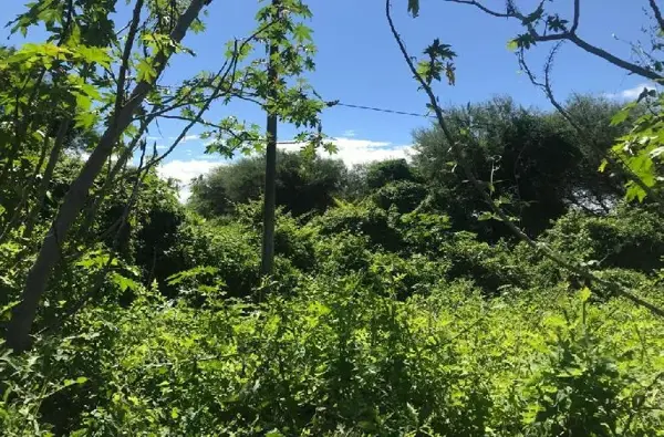 Terreno en venta en Atotonilco el Alto Centro, Atotonilco El Alto — foto 2 de 12