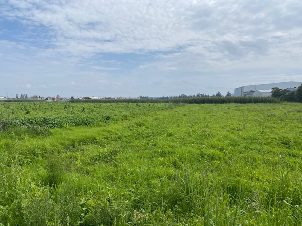 Terreno en venta en San Blas Totoltepec, Toluca — foto 3 de 4