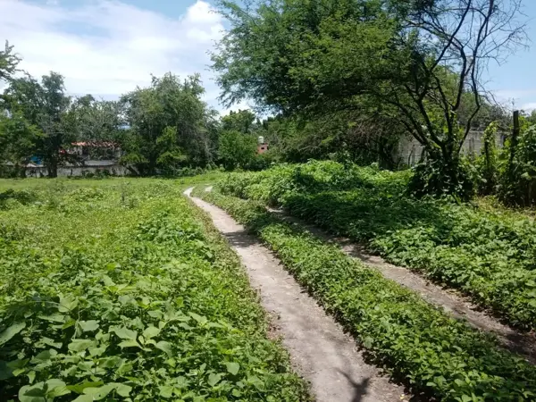 Terreno en venta en El Florido, Mazatepec — foto 2 de 17