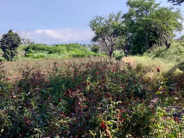 Terreno en venta en Acatlipa, Temixco — foto 3 de 9