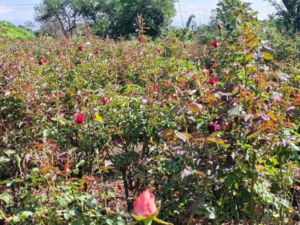 Terreno en venta en Acatlipa, Temixco — foto 2 de 9