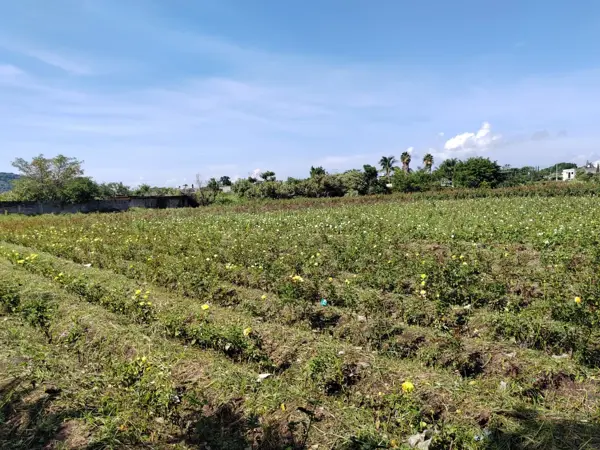 Terreno en venta en Acatlipa, Temixco — foto 2 de 8