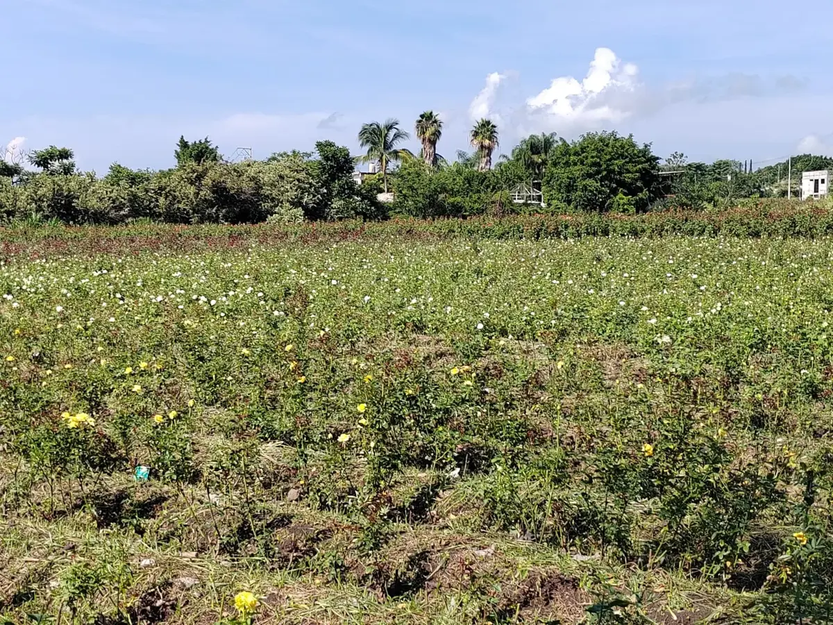 Terreno en venta en Acatlipa, Temixco — foto 1 de 8