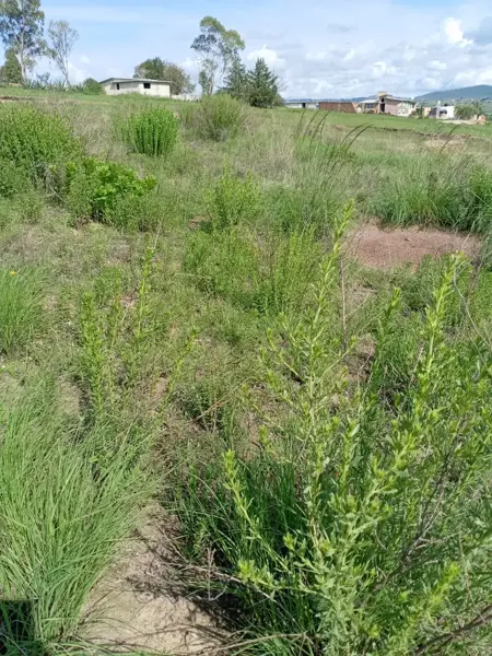 Terreno en venta en Mesillas, Amealco de Bonfil — foto 3 de 6