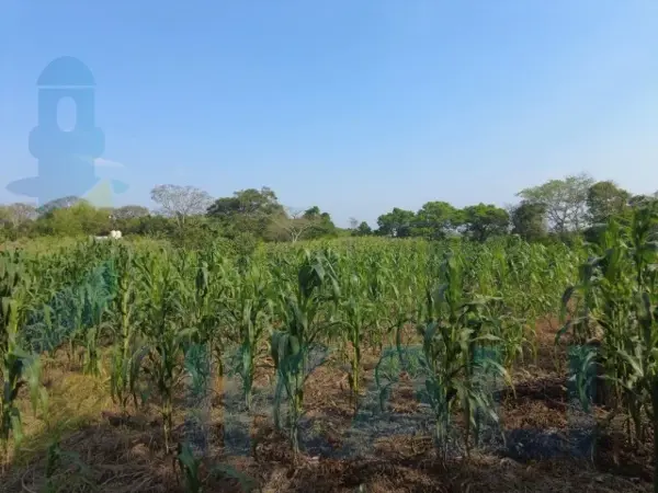 Terreno en venta en La Laja de Coloman, Tuxpan — foto 2 de 10