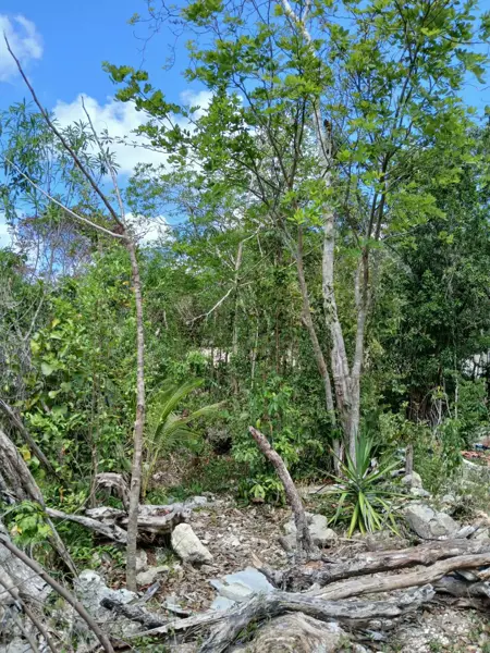 Terreno en venta en Francisco Uh May, Tulum — foto 2 de 18