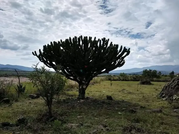 Terreno en venta en La Purísima, Cortazar — foto 2 de 6