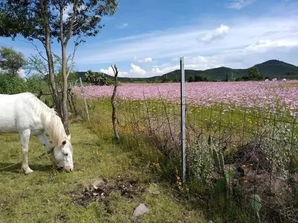 Terreno en venta en La Purísima, Cortazar — foto 3 de 6