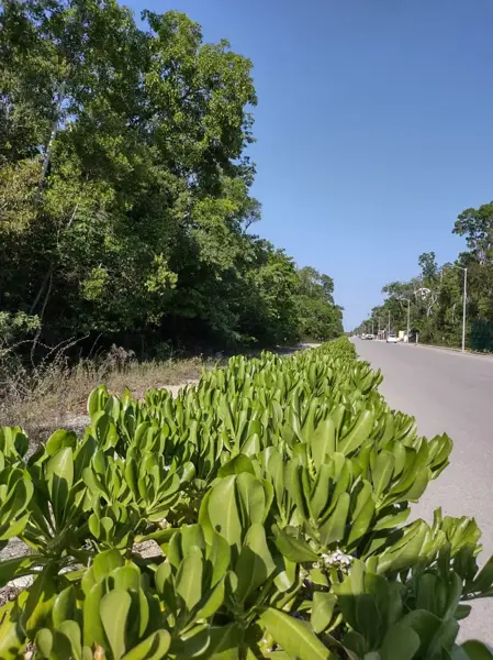 Terreno en venta en Tumben Kaa, Tulum — foto 3 de 6