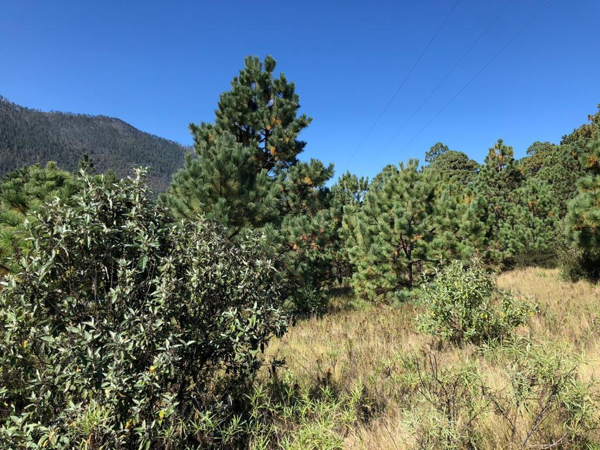 Terreno en venta en San Antonio de las Alazanas, Arteaga — foto 3 de 11