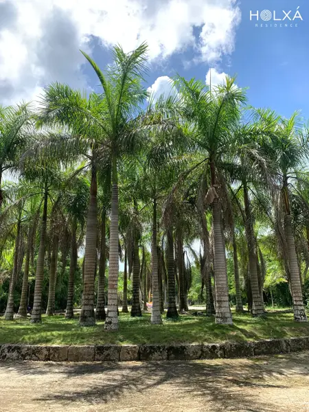 Terreno en venta en Leona Vicario, Benito Juárez — foto 3 de 17