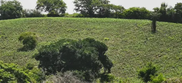 Terreno en venta en Soledad de Doblado Centro, Soledad de Doblado — foto 3 de 16
