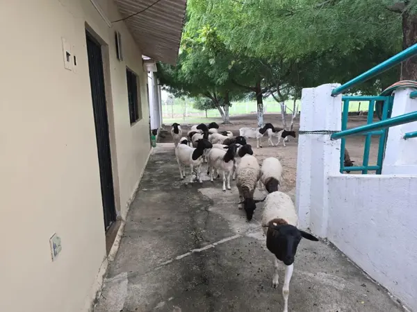 Finca-Rancho en venta en El Coyol (Kilómetro 11), Cosamaloapan de Carpio — foto 3 de 11