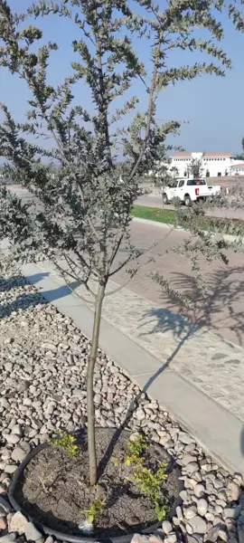 Terreno en venta en Puerta de San Rafael, Corregidora — foto 3 de 21