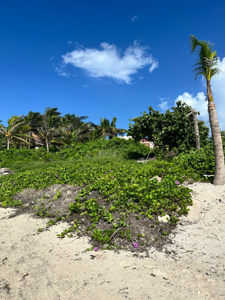 Terreno en venta en Puerto Aventuras, Solidaridad — foto 3 de 3