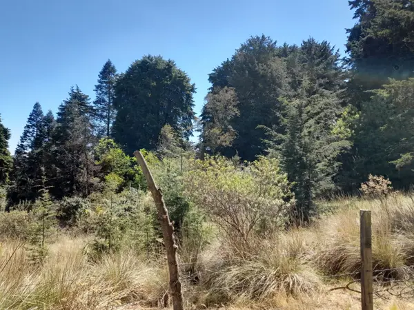Terreno en venta en Santo Tomas Ajusco, Tlalpan — foto 3 de 6