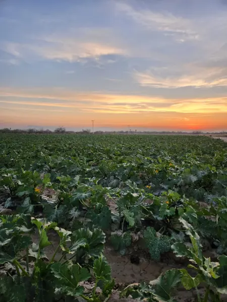 Terreno en venta en 1 de Mayo, Monclova — foto 2 de 16