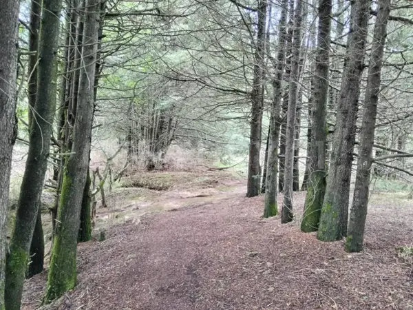 Terreno en venta en Santa Cruz el Tejocote (El Tejocote), El Oro — foto 2 de 12