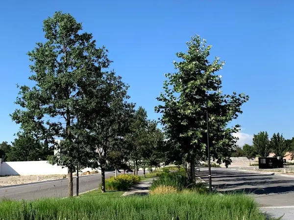 Terreno en venta en Punta Bosque, Saltillo — foto 2 de 13