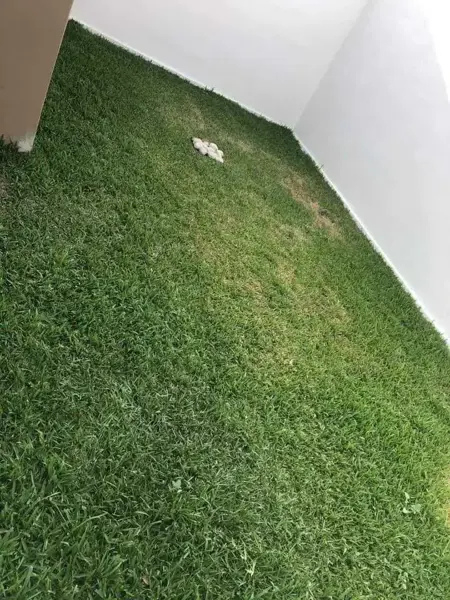 Casa en renta en Lomas de Angelópolis, San Andrés Cholula — foto 3 de 13
