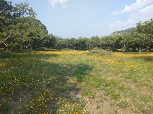 Terreno en venta en Totolapan, Totolapan — foto 3 de 3