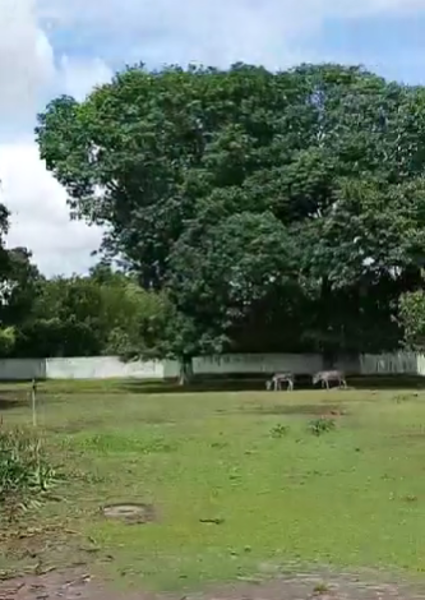 Finca-Rancho en venta en El Tejar, Medellín de Bravo — foto 2 de 5