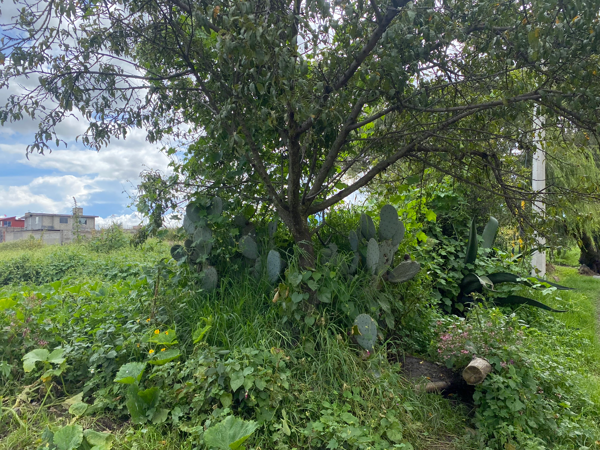Terreno en venta en San Miguel Totocuitlapilco, Metepec — foto 2 de 6