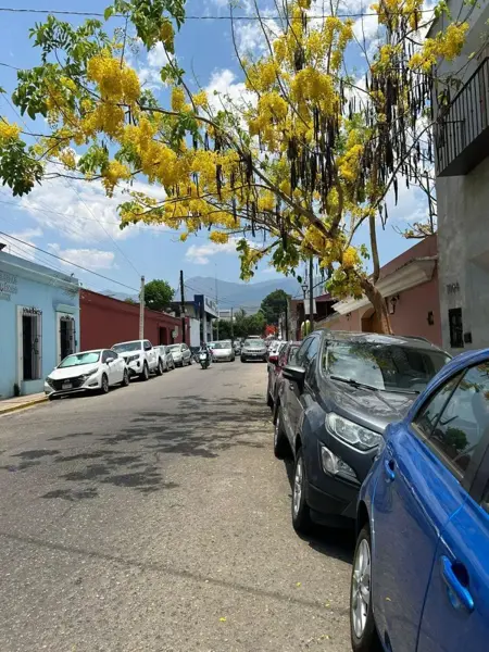 Departamento en renta en Oaxaca Centro, Oaxaca de Juárez — foto 3 de 12