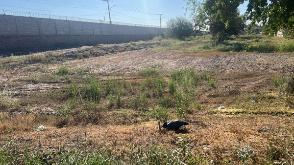 Terreno en venta en Las Trojes, Torreón — foto 3 de 3