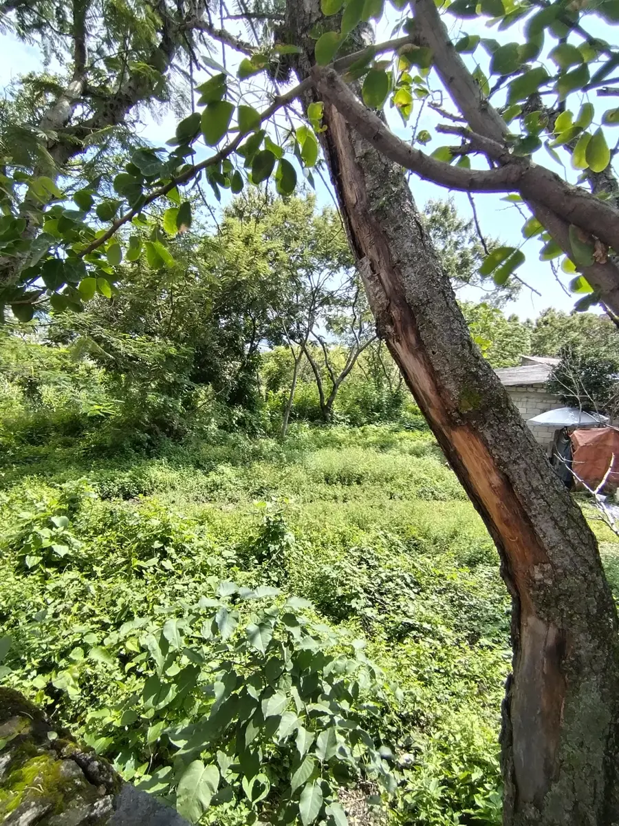 Terreno en venta en Tres de Mayo, Emiliano Zapata — foto 1 de 11