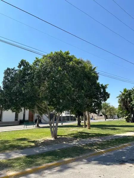 Terreno en venta en Residencial Frondoso, Torreón — foto 2 de 6