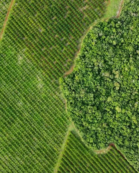 Terreno en venta en Kakalnah, Tzucacab — foto 3 de 12
