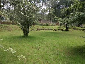 Terreno en venta en Sierra Encantada, Huitzilac — foto 3 de 15