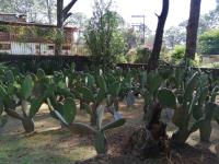 Terreno en venta en Monte Bello, Huitzilac — foto 3 de 11