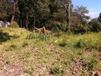 Terreno en venta en Guayacahuala, Huitzilac — foto 2 de 11