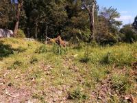 Terreno en venta en Guayacahuala, Huitzilac — foto 3 de 11