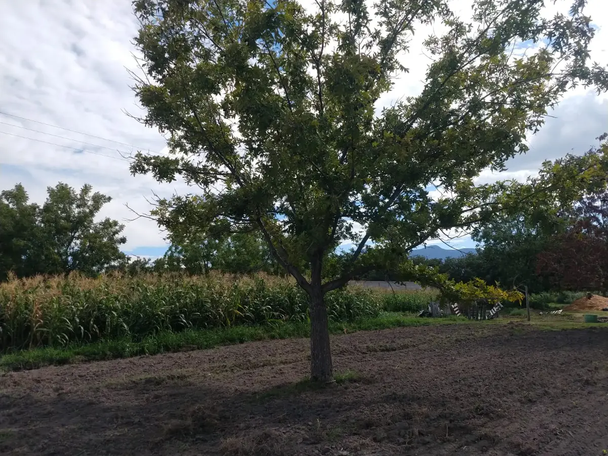 Terreno en Venta en Del Perico, Parras, Coahuila de Zaragoza Terreno en Venta en Del Perico, Parras, Coahuila de Zaragoza