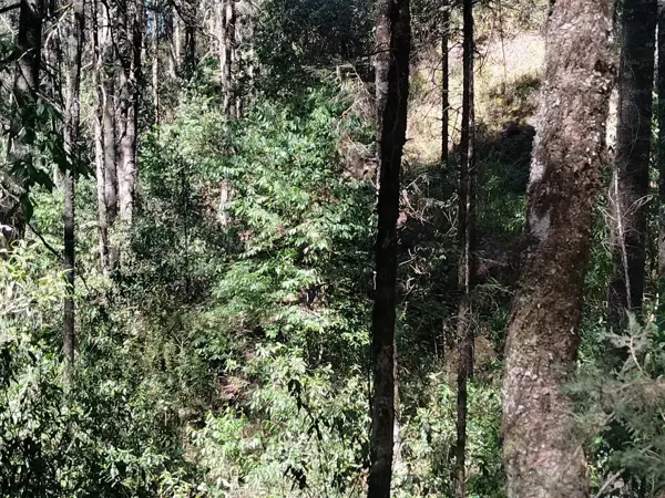 Terreno en venta en La Presa, Mineral del Chico — foto 3 de 12