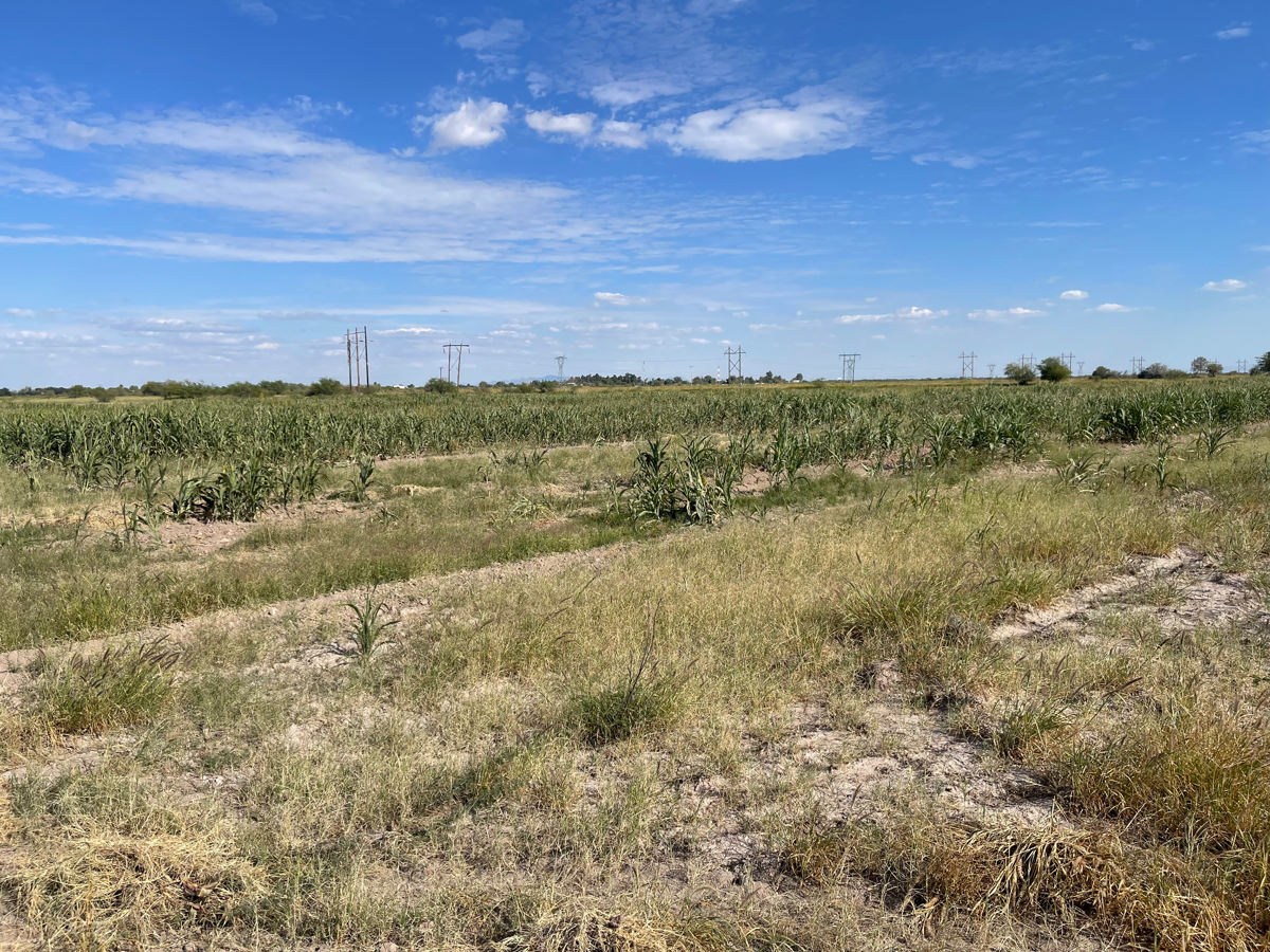 Terreno en venta en Santa Clara, Gómez Palacio — foto 1 de 5
