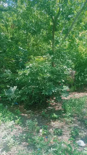 Terreno en venta en Estrella, Parras — foto 3 de 5