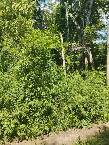 Terreno en venta en Chunyaxché, Felipe Carrillo Puerto — foto 2 de 6