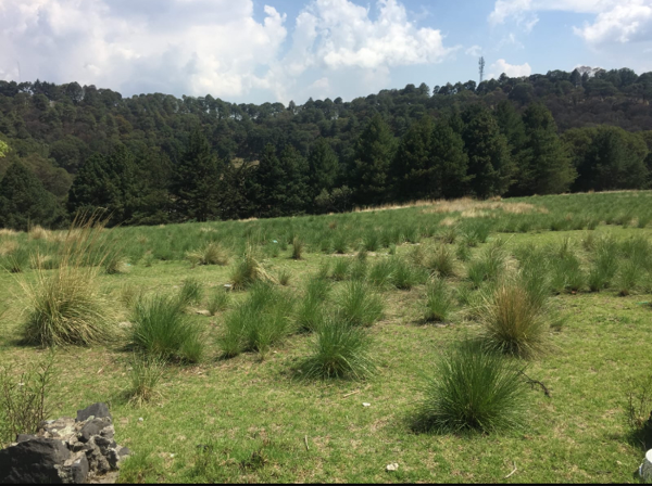 Terreno en venta en Juárez (Los Chirinos), Ocoyoacac — foto 3 de 3