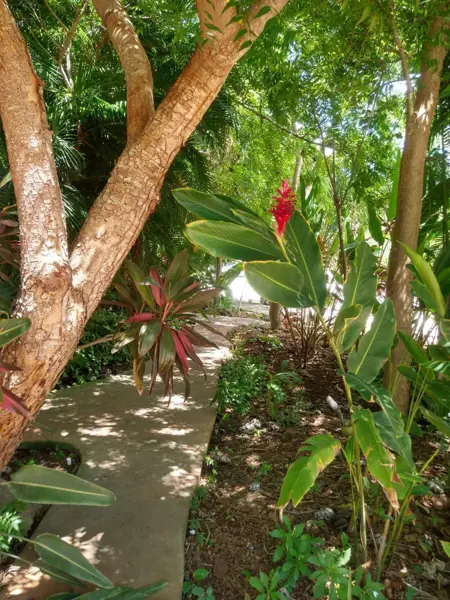 Terreno en venta en Santa Gertrudis Copo, Mérida — foto 3 de 25