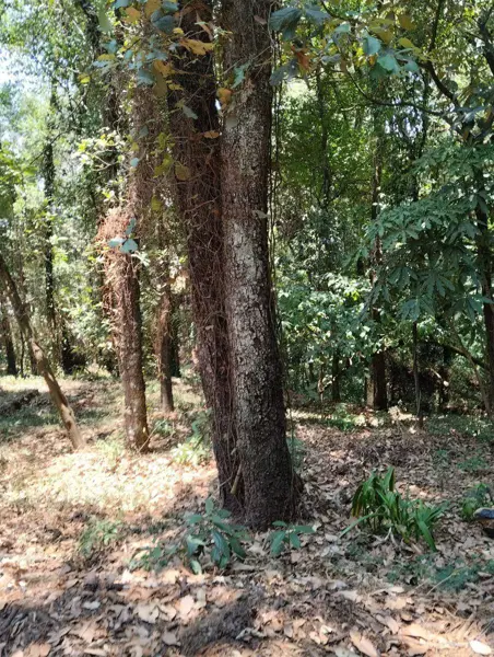 Terreno en venta en María Candelaria, Huitzilac — foto 2 de 20