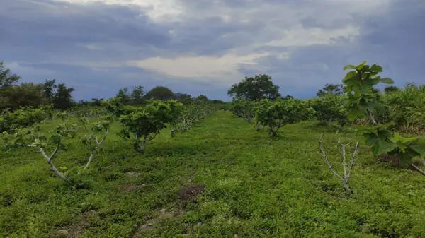 Terreno en venta en Tenango (Santa Ana), Jantetelco — foto 2 de 3